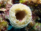 Yellow Vase Sponge with tiny crab inside IMG 2994